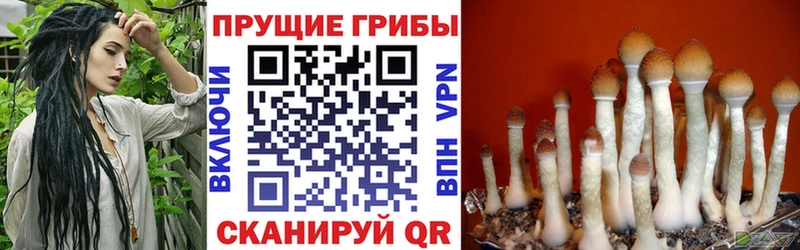 Купить закладки  Бакал  Псилоцибиновые грибы Psilocybine cubensis 